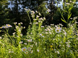 Fresh blooming chamomile flowers in a sunlit meadow, showcasing their delicate white petals and...