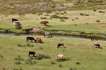 In the vast serenity of the Huaylla Belén valley near Luya, a group of horses grazes peacefully—framed by rolling hills, soft light, and the quiet rhythm of Andean life.