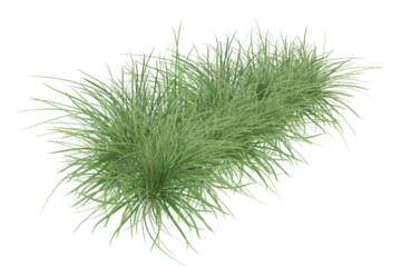 grass isolated on white background