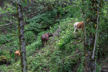 Three cows grazing on a green hillside in a dense forest, concept of rural life and traditional...