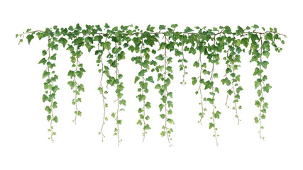 Fototapeta premium ivy leaves corner and straight vines isolated, 3d creeper hanging PNG, green creeper vines realistic PNG