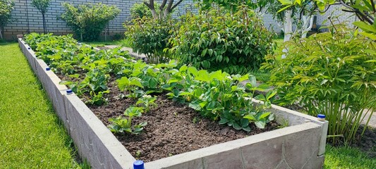 Raised garden beds with young plants in organized backyard. home gardening, sustainability and eco...