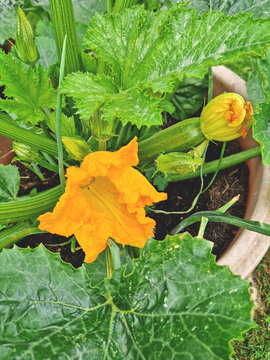 Courgette Early Gem growing in a garden