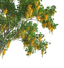 Ulmus x hollandica Wredei Tree corner 4k cutout isolate