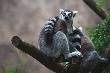 Tailed lemur (Lemur catta) charging energy and meditates