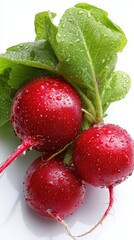 Fresh wet radishes with green leaves on white background