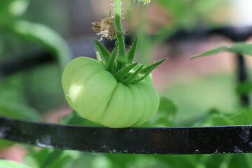 Beefsteak tomato growing on the vine.