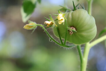Beefsteak tomato growing on the vine.
