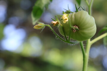 Beefsteak tomato growing on the vine.