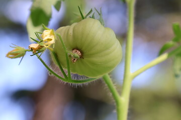 Beefsteak tomato growing on the vine.