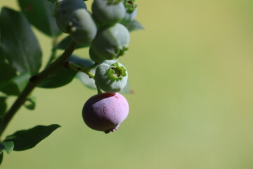 Ripening Blueberry