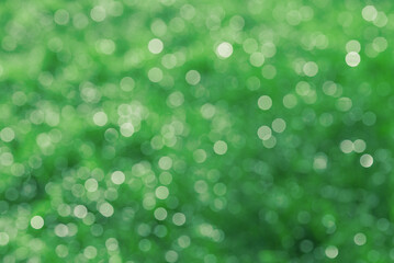 Obraz premium Defocused abstract natural background. Defocused light plants.