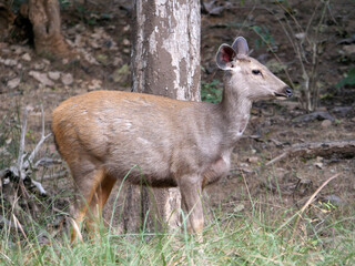 A deer at the Ranthambore National Park, Rajasthan, India
