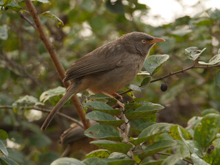 A jungle Babbler (Argya striata) in a bush in India