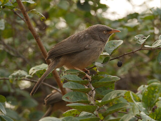 A jungle Babbler (Argya striata) in a bush in India