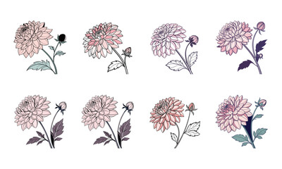 Elegant digital illustration of a floral bundle featuring eight delicate dahlia flowers © Bellal Icon Studio
