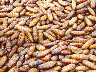 fried silkworms  on the market