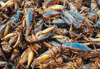 fried crickets on the market
