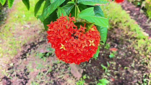 Vivid orange ixora flowers bloom in clusters amid green leaves in this outdoor scene