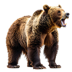 Obraz premium Realistic Brown Bear Standing on Hind Legs and Roaring, isolated on a transparent background