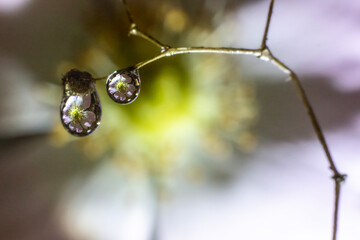 Two water drops hanging on a dried plant stem with flowers reflected.