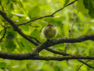 Fluffed up Baby Blue Tit