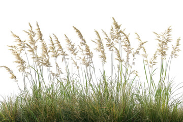 Meadow grass row showcases vibrant green blades and soft seed heads on a transparent background, highlighting the natural beauty of a serene landscape, ideal for design purposes
