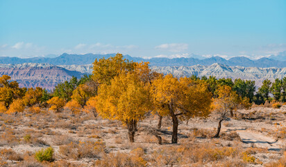 Asian variety of poplar - turanga in an arid area on an autumn evening