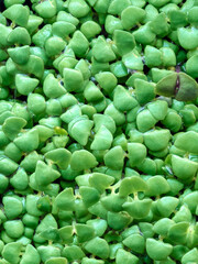 Fresh basil microgreens with vibrant green tiny leaves in a close-up view.