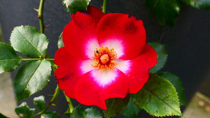 einfach bl&uuml;hende, rote wei&szlig;e Rose, 