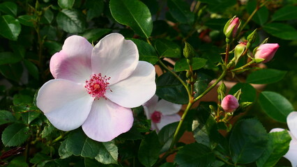 einfach blühende Rosensorten, zartrosa 