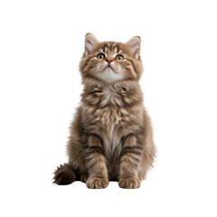 Fluffy cat sitting and looking up against a white background  