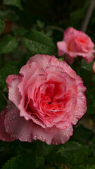 lachsfärbige Rosenblüte mit Wassertropfen, 