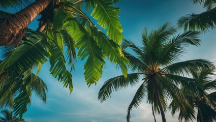 Fototapeta premium A tropical scene with palm trees and banana leaves against a blue sky with some clouds.
