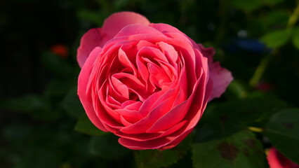 gefüllt blühende, pink färbige Rosenblüte 