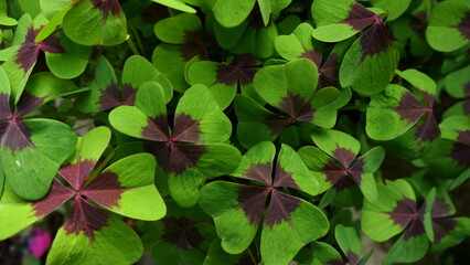 Glücksklee, Oxalis