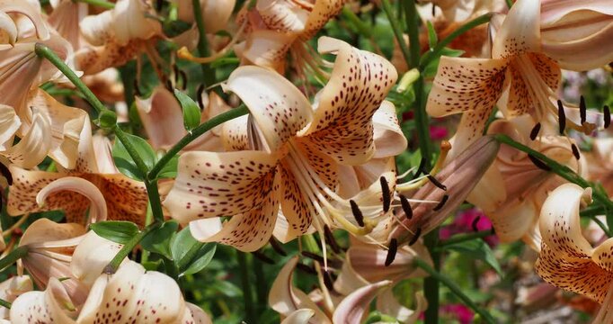 Tiger lily flower (Lilium lancifolium) beautiful flowering plant from Asia. Striking appearance of vibrant orange-pink blooms, recurved tepals with black spots like tiger's skin