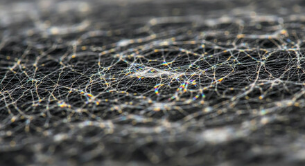 spider web spider web