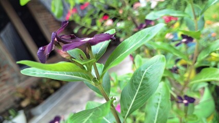 Beautiful dark purple violet Vinca flower (Catharanthus roseus) with raindrops and lush green foliage, symbolizing endurance and widely cultivated for decoration and traditional healing purposes