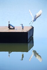White birds, heron standing on pier wooden platform, another taken flight, reflection over calm...