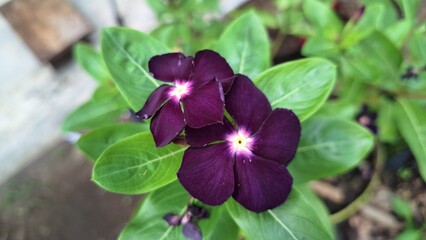 Beautiful dark violet purple Vinca flower (Catharanthus roseus) with raindrops and lush green...