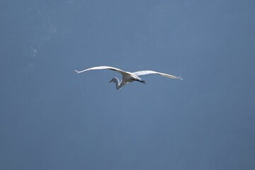 White heron flying over lake calm water and blue sky, Bird with open wings alone on air