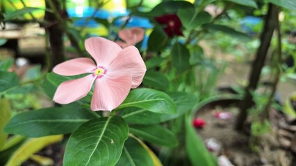 Close-up of vibrant pink Periwinkle flower (Catharanthus roseus) with water droplets, a tropical ornamental plant used in traditional herbal medicine and known for its resilience