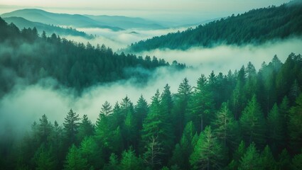 Obraz premium Lush green forest landscape with fog covering the valleys and rolling hills in the background.
