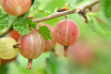 Ripe gooseberry fruits, fruit bush.
