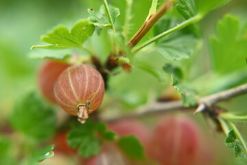 Ripe gooseberry fruits, fruit bush.
