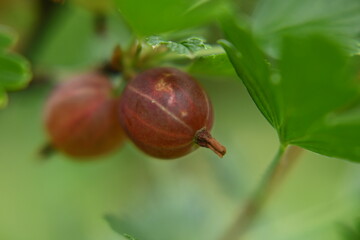 Ripe gooseberry fruits, fruit bush.
