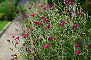 Colorful flowers in the garden, perennials.
