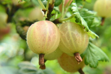 Ripe gooseberry fruits, fruit bush.
