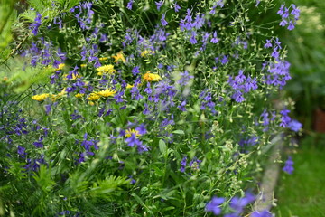 Colorful flowers in the garden, perennials.
